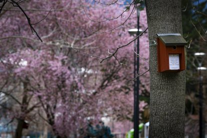 Una caixa-niu d'ocells a Andorra la Vella fetes per alumnes de les escoles de la parròquia.