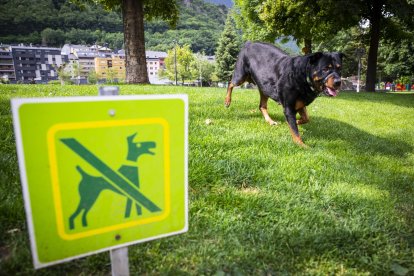 Un total de 37 expedients han estat per infraccions relacionades amb la tinença de gossos.