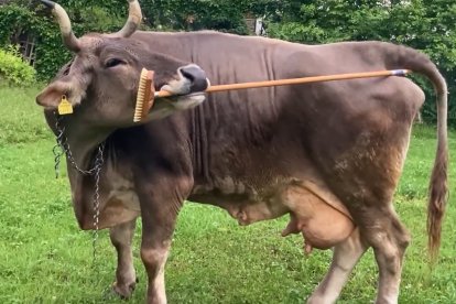 Una vaca es grata el cul amb una escombra.