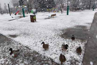 Neu al Parc Central.