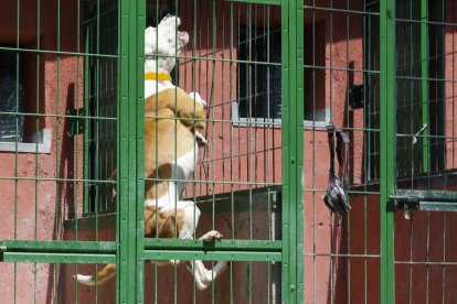 Un gos de raça potencialment perillosa