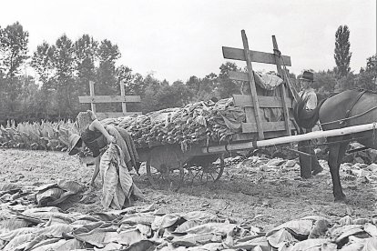 Collita de tabac a Andorra als anys cinquanta del segle XX.