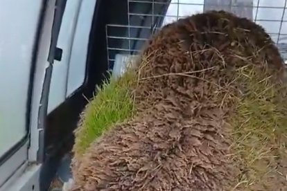 Una ovella a la qual li creix herba per les pluges a l'esquena.