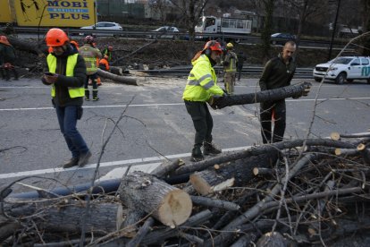 Operaris treballant per retirar l'arbre caigut de l'avinguda Salou.