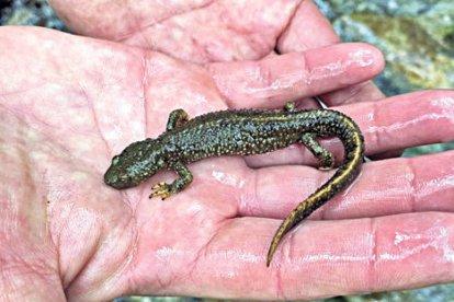 El tritó pirinenc, un dels amfibis més representatius d’Andorra.