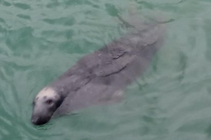 Foca