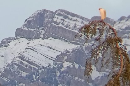 Vistes del Cadí