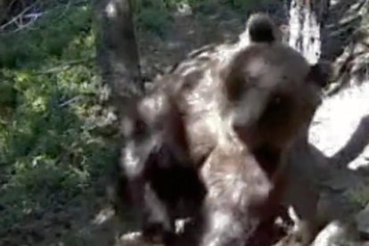 Un os refregant-se amb un arbre.