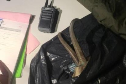 Material del caçador comissat pel cos de Banders.