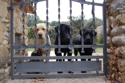 7. Tinc gossos i rucs, uns animals que són una peça clau en la meva vida.