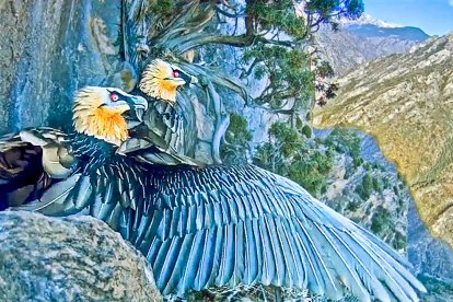 Un any de seguiment al trencalòs