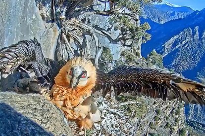 Un any de seguiment al trencalòs