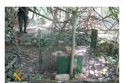 Les gàbies volien servir d'esquer per a capturar animals salvatges