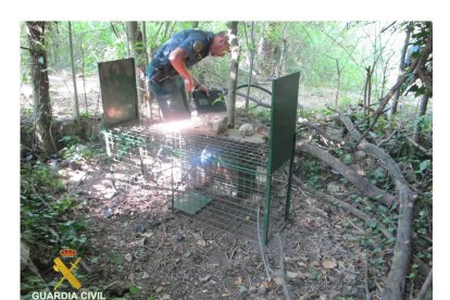 Les gàbies volien servir d'esquer per a capturar animals salvatges