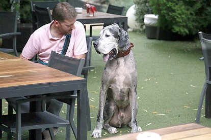 Laika aposta per sensibilitzar per protegir les mascotes