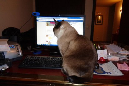 Els imprescindibles de Josep Mas