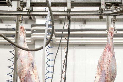 Un dia a l'escorxador