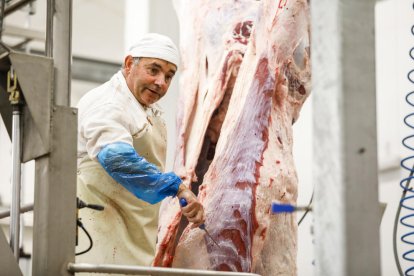 Després del sacrifici la carn passa a una cambra que la refreda ràpidament.