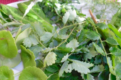 Els imprescindibles de Sophie Bellocq