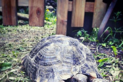 5. Les mascotes són una part indissoluble de la meva família.