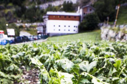 Una forta pedregada malmet el tabac