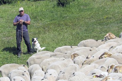 Gossos que treballen