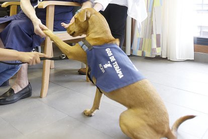 Gossos que treballen