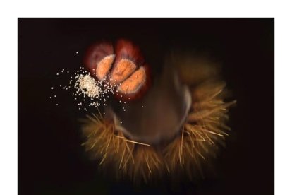 L'experiment d'un periodista amb un escàner i aliments