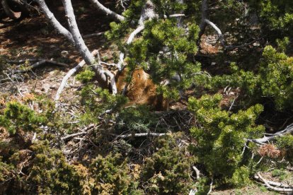Els banders troben indicis penals en l'abatiment de l'os