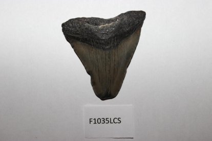 Els imprescindibles de Lorenzo Castillo