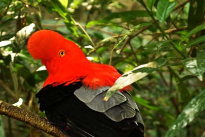 Els imprescindibles de Lorenzo Castillo