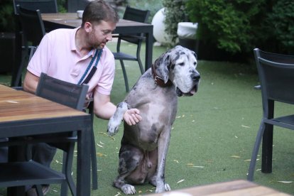 Andorra, 'pet friendly'