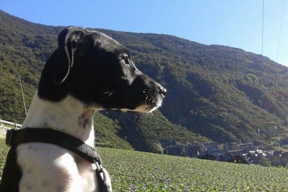 Els imprescindibles de Lluís Dejuan