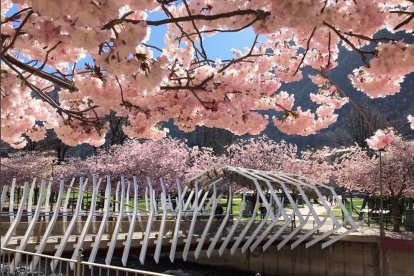 L'eclosió d'Instagram