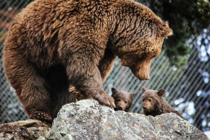 L'ossa del parc de Naturlandia va morir per una infecció a la matriu
