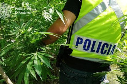 La policia desmantella un punt de cultiu i elaboració de marihuana