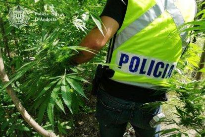 La policia desmantella una plantació de marihuana
i deté un home