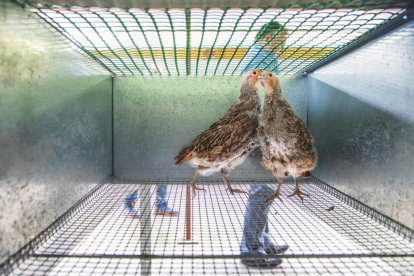 Reintroduïdes una seixantena de perdius xerres