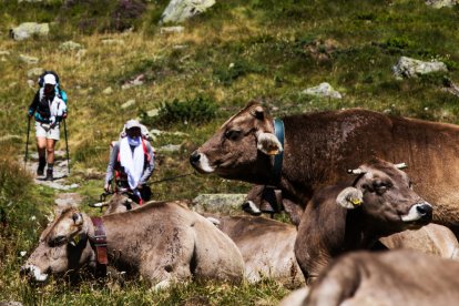 El Govern preveu una bona collita de tabac aquest any