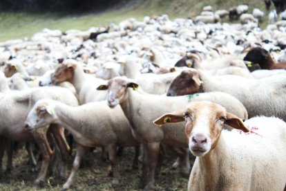 Unes 1.500 ovelles comencen la transhumància als prats de muntanya