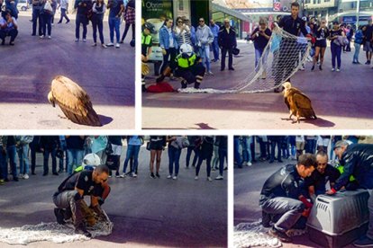Els banders rescaten un voltor a la plaça de la Rotonda
