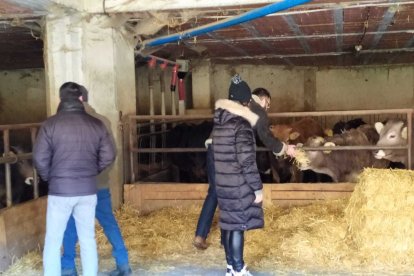 Terceravia a Ordino amb el bestiar