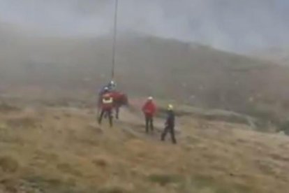 Els banders rescaten un voltor a la plaça de la Rotonda