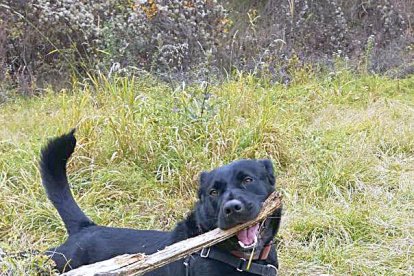 Adoptar un nou membre per a la família