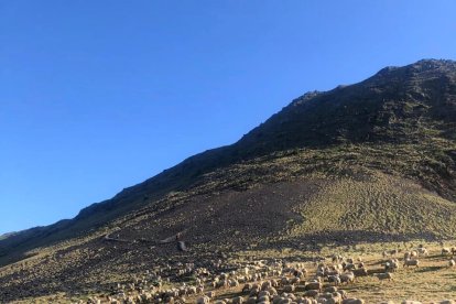 El comú porta 700 ovelles per netejar el sotabosc del Comapedrosa