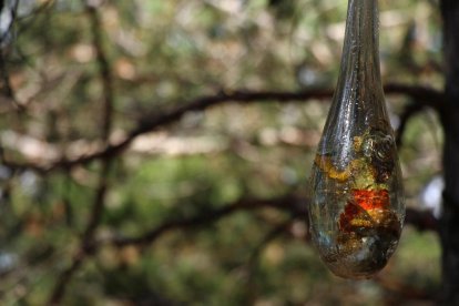 Nous protectors per al bosc viu d'Ordino de la mà de Calvente