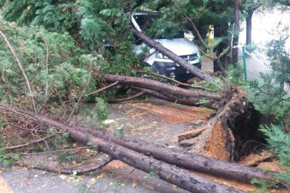 Esllavissada i arbres caiguts