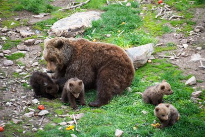 Naturlandia dona la benvinguda a quatre cries d'ós bru