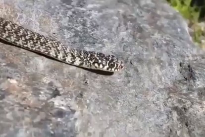 Els banders capturen una serp en un domicili i la retornen a la natura