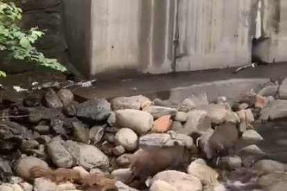 Els sis porcs senglars